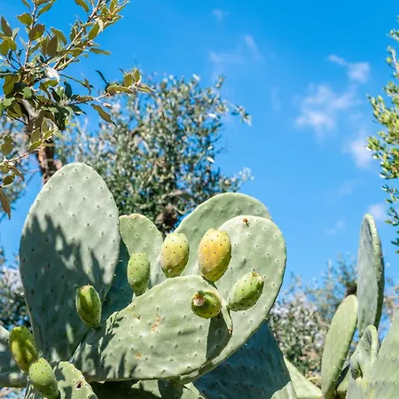 Trullo Nascosto, Puglias Hidden Gem Holiday home Santa Lucia (Brindisi)